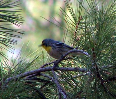 Grace's Warbler