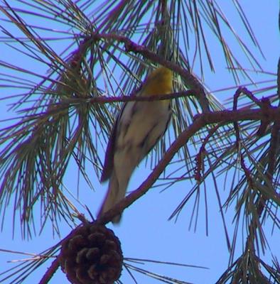 Grace's Warbler