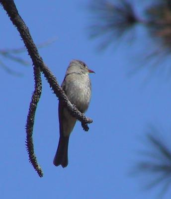 Greater Pewee