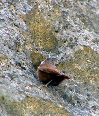 Canyon Wren