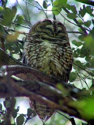 Spotted Owl