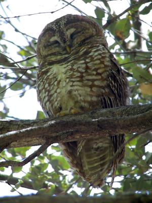 Spotted Owl