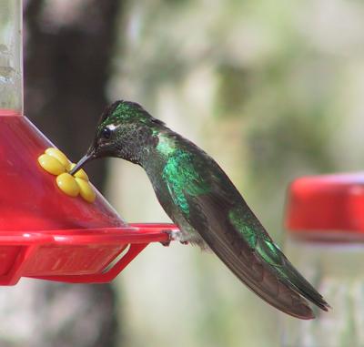 Magnificent Hummingbird : Eugenes fulgens