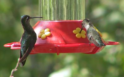 Magnificent Hummingbird female on left