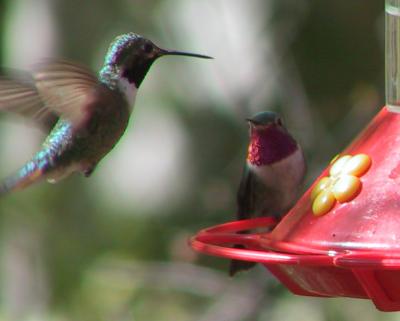 Broad-tailed Hummingbird male on right