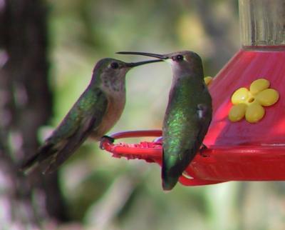 Broad-tailed Hummingbird female on left