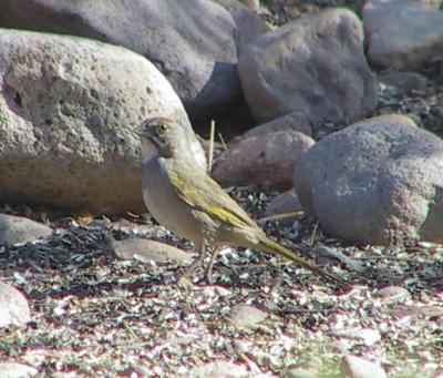 Green-tailed Towhee