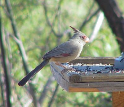 Pyrrhuloxia