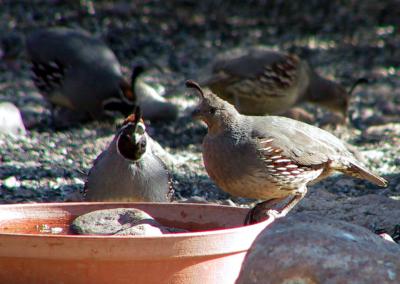 Gambel's Quail