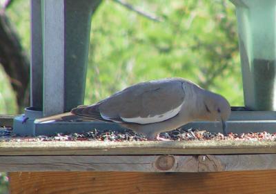 White-winged Dove