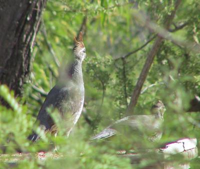 Gambel's x Scaled Quail hybrid?