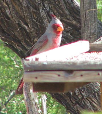Pyrrhuloxia