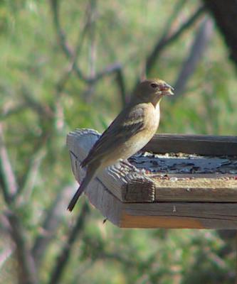Lazuli Bunting female