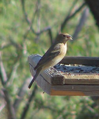 Lazuli Bunting female