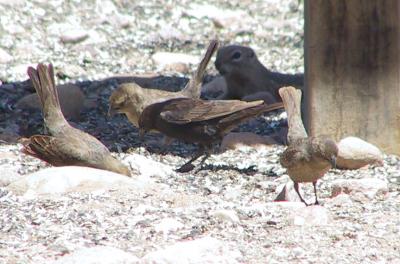 Brown-headed Cowbird : Molothrus ater