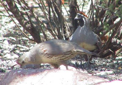 Gambel's Quail