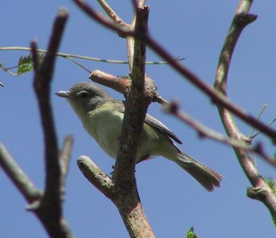 Bell's Vireo : Vireo bellii