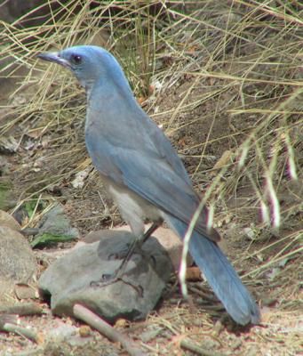 Mexican Jay : Aphelocoma ultramarina