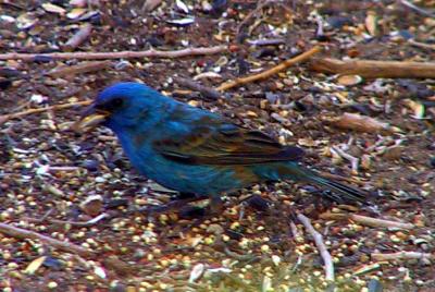 Indigo Bunting