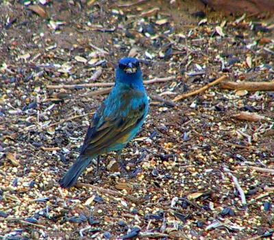 Indigo Bunting