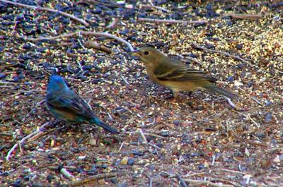 Indigo Bunting