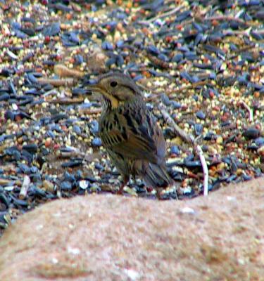 Lincoln's Sparrow