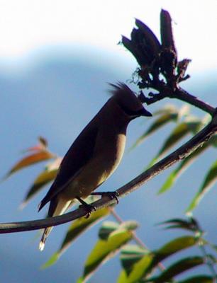 Cedar Waxwing