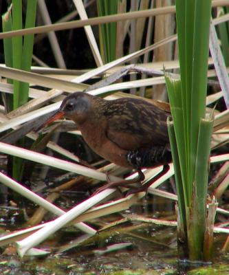 Virginia Rail