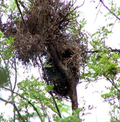 Northern Beardless-Tyrannulet nest