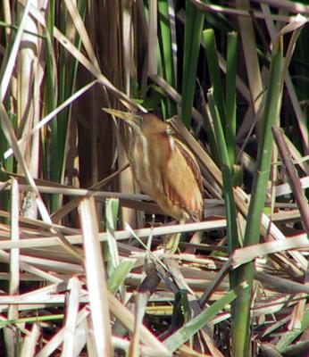 Least Bittern : Ixobrychus exilis