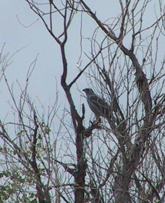 Gray Hawk : Asturina nitida