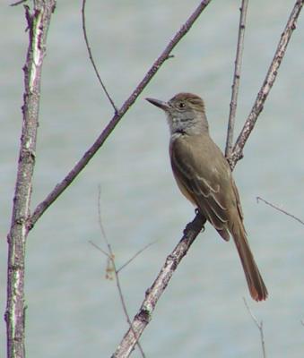Brown-crested Flycatcher : Myiarchus tyrannulus