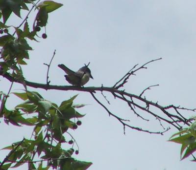 Thick-billed Kingbird : Tyrranus crassirostris