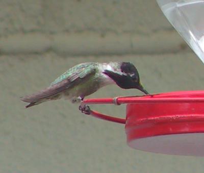 Costa's Hummingbird : Calypte costae