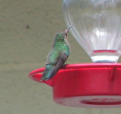 Broad-billed Hummingbird female