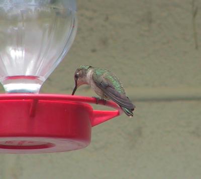 Anna's Hummingbird female?