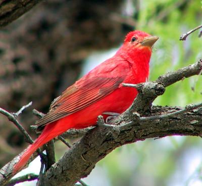 Summer Tanager