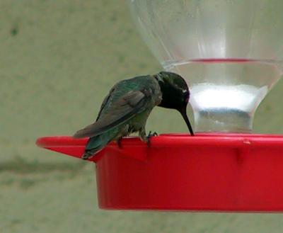 Costa's Hummingbird male