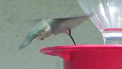 female or juvenile