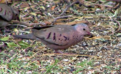 Common Ground-Dove