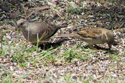 Common Ground-Dove and House Sparrow
