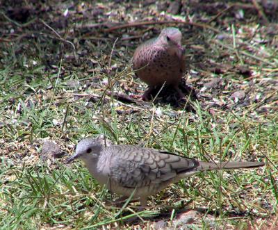 Inca Dove and Common Ground-Dove