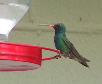 Broad-billed Hummingbird : Cynatnthus latirostris