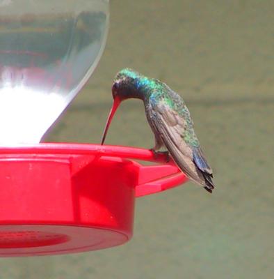 Broad-billed Hummingbird male