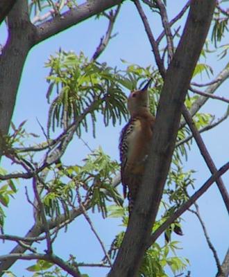 Gila Woodpecker : Melanerpes uropygialis