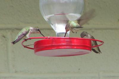 Female or juveline Black-chinned