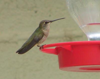 Anna's Hummingbird juvenile