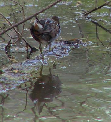 Sora in Kingfisher Pond near the San Pedro House