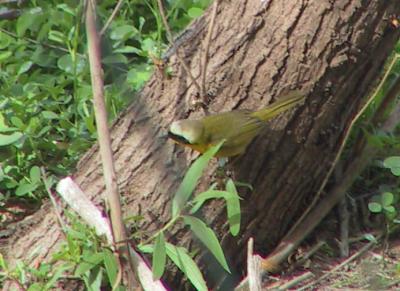 Common Yellowthroat male