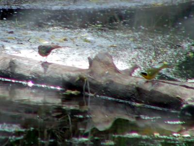We spotted what looked like a Northern Waterthrush then it flew upstream. A few minutes later it came back (on left).